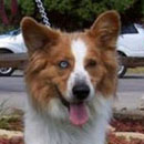 Odie was adopted in October, 2004